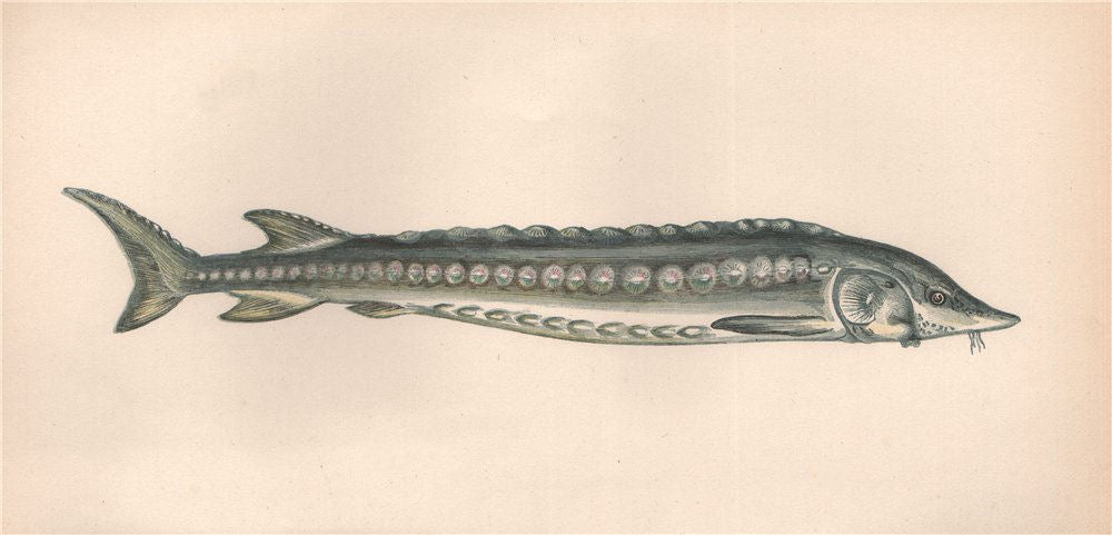 COMMON STURGEON. Acipenseridae. COUCH. Fish 1862 old antique print picture